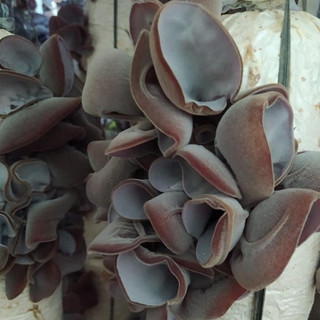 Phôi nấm Mộc nhĩ - (Combo 16 bịch)