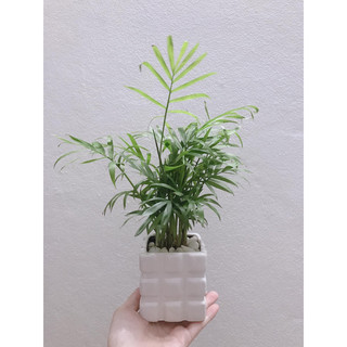 [Sale] CAU TIỂU TRÂM ( chưa bao gồm chậu sứ)