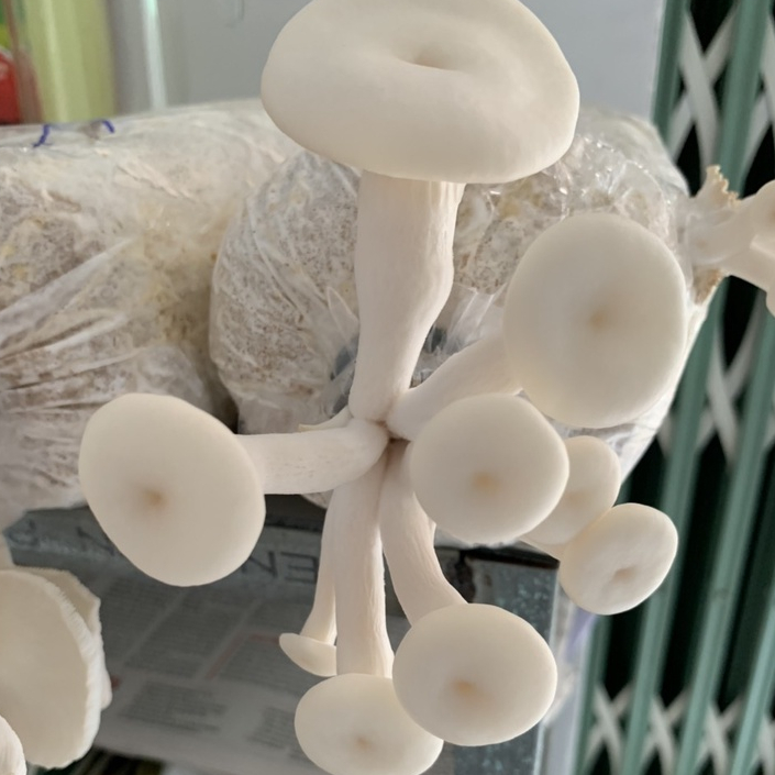 Phôi nấm Sò (kiện 6 bịch)