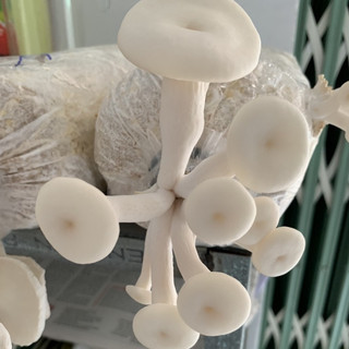 Phôi nấm Sò