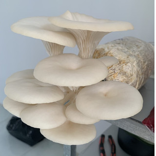 Phôi nấm Sò (kiện 6 bịch)