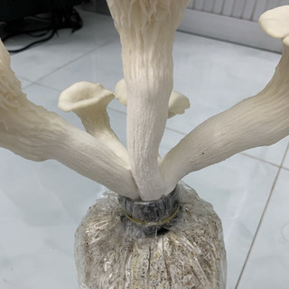 Phôi nấm Sò (kiện 6 bịch)