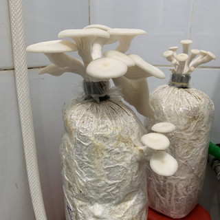 Phôi nấm Sò (kiện 6 bịch)