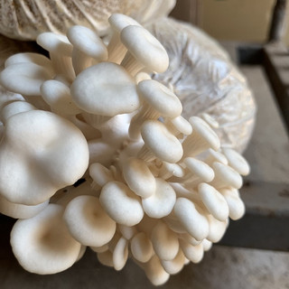 Phôi nấm Sò (kiện 6 bịch)