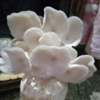 Phôi nấm Sò (kiện 6 bịch)