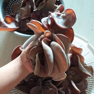 Bịch Nấm Mộc nhĩ và Bào ngư