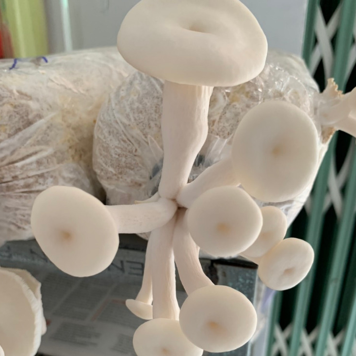 Bịch Nấm Sò và Mộc nhĩ (Combo 2 Sò, 1 Mộc nhĩ)