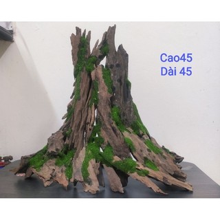 Lũa Bonsai Nhất Trụ Cho Bể Cá Cảnh ( Nhận ghép theo yo cầu)