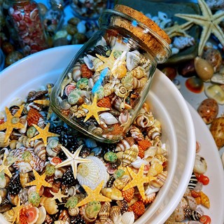 Vỏ ốc, vỏ sò, sao biển trang trí - Vỏ ốc mix trang trí làm đồ handmade