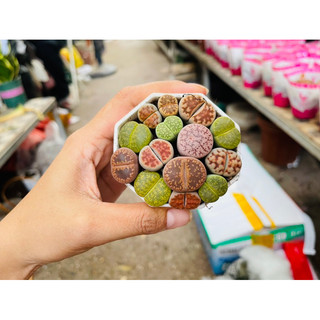 🌸 sen đá thạch lan hàng vip🌸 sen đá mông nhiều màu sắc. sen đá lithops hàng vip mix nhiều màu sắc