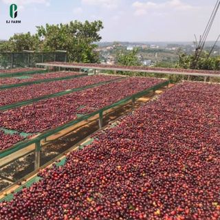 Cà phê nguyên chất rang mộc Strong ENJOY COFFEE 500g (EJ FARM)