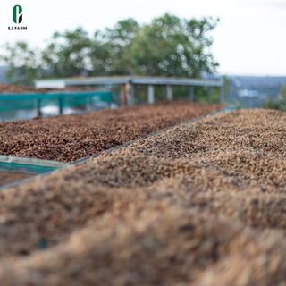 Cà phê nguyên chất rang mộc Strong ENJOY COFFEE 500g (EJ FARM)