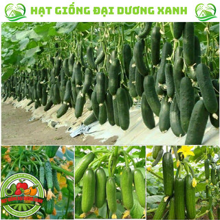 (QUÀ TẶNG) 20 Hạt giống dưa leo chùm siêu trái
