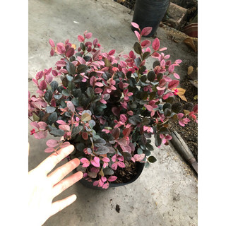 Cây Hồng phụng