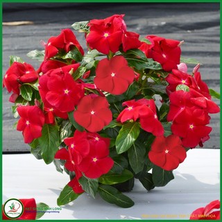 Hạt giống hoa Dừa cạn đứng màu Đỏ - 5 hạt