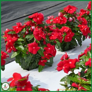 Hạt giống hoa Dừa cạn đứng màu Đỏ - 5 hạt