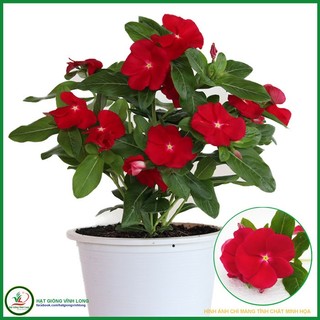 Hạt giống hoa Dừa cạn đứng màu Đỏ - 5 hạt
