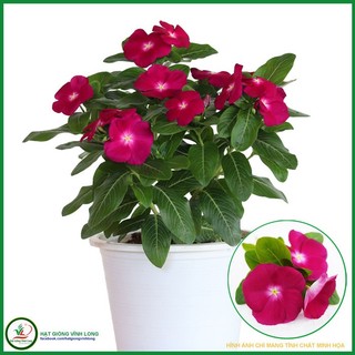 Hạt giống hoa Dừa cạn đứng màu Đỏ mâm xôi - 5 hạt