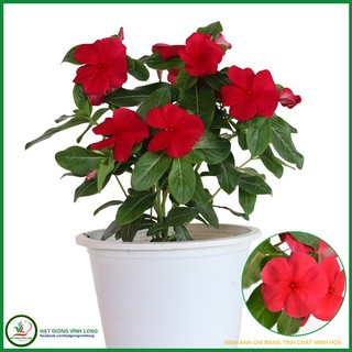 Hạt giống hoa Dừa cạn đứng màu Đỏ đậm - 5 hạt
