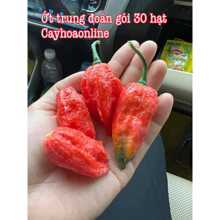 Hạt giống ớt siêu cay ghost gói 30 hạt nhập Thái Lan