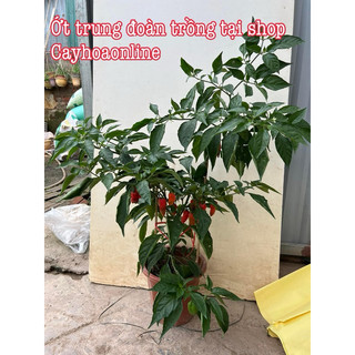 Hạt giống ớt siêu cay ghost gói 30 hạt (ớt trung đoàn, ớt ma) nhập Thái Lan