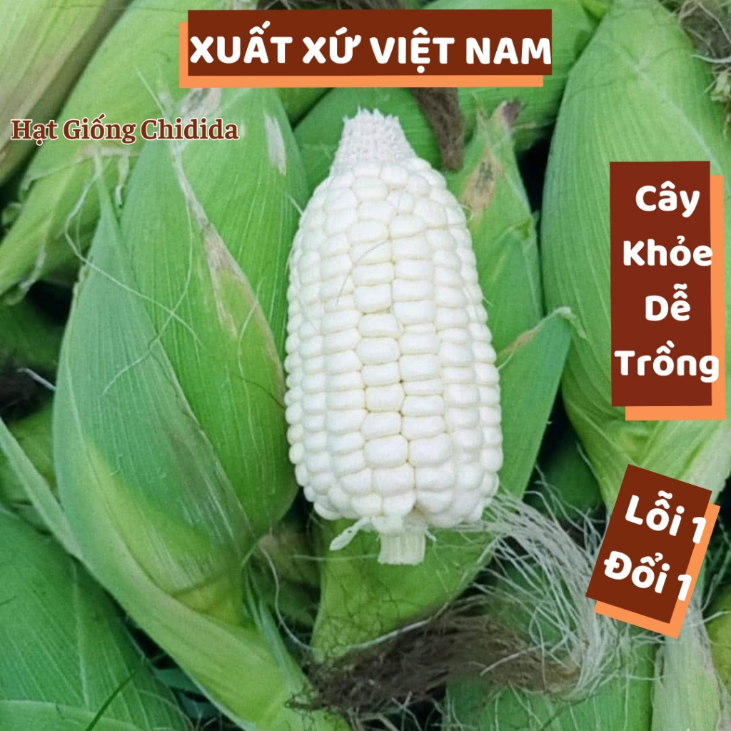 Hạt giống bắp nù sữa ngô nếp nù sữa dẻo ngọt gói 1kg loại bắp ngọt mini giống chịu hạn năng suất cao Hạt giống Chidida