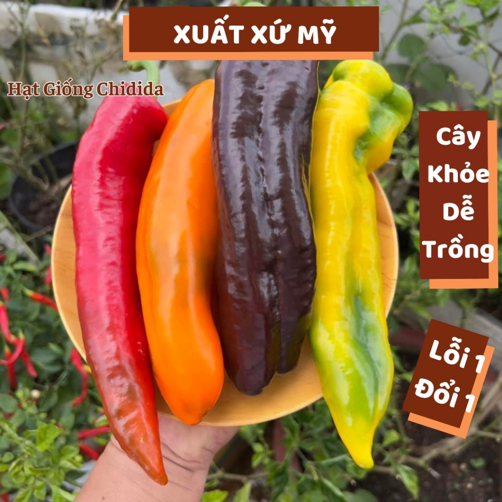 Hạt giống ớt ngọt palermo Mỹ ớt sweet palermo trái cây socola gói 10 hạt ớt dễ trồng năng suất cao Hạt giống Chidida