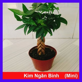 Cây Kim Ngân - cây cảnh phong thủy để bàn mang lại may mắn tài lộc