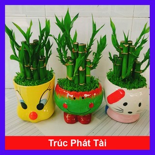 Cây trúc phát tài - cây cảnh để bàn mang lại may mắn tài lộc