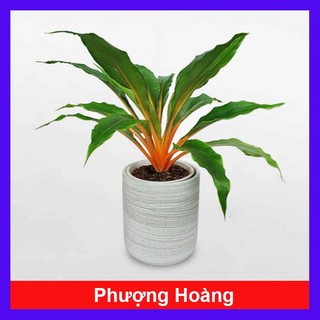 Cây phượng hoàng lửa - cây cảnh đẹp để bàn, trang trí nhà cửa, sân vườn
