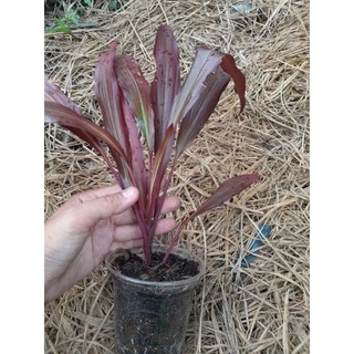 Cây huyết dụ (dược liệu) làm giống .