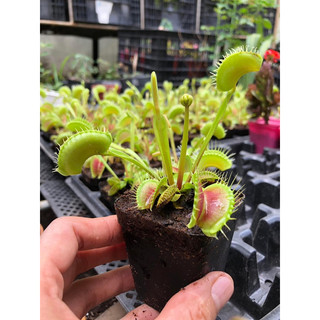 Cây bắt mồi bẫy kẹp venus flytrap kèm hộp đựng đảm bảo