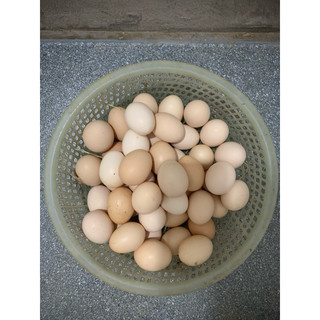 Trứng gà thả vườn , sạch , thơm ngon —có thể ấp nở