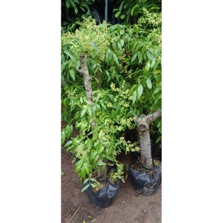 Cóc thái lùn gốc to đang hoa
