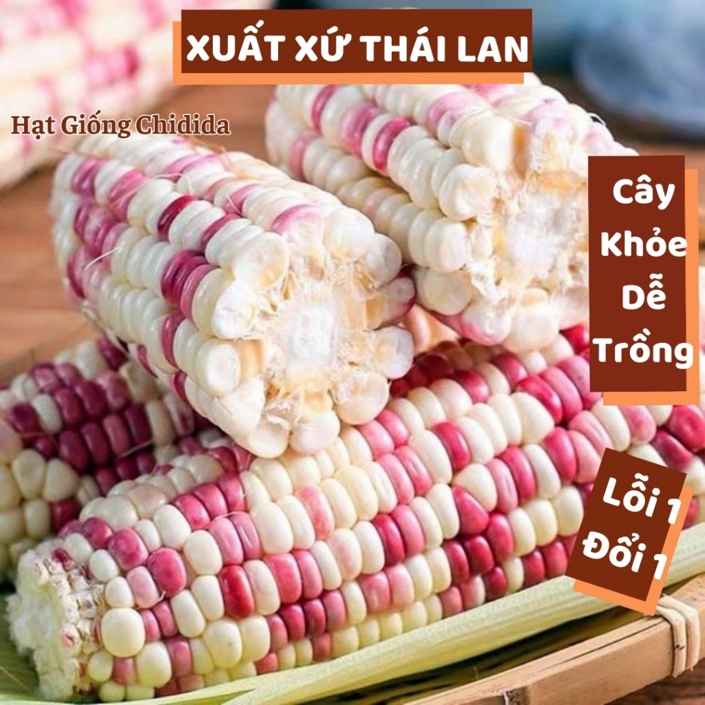 Hạt giống bắp nếp cẩm hồng Thái Lan bông to ngon dẻo ngọt hạt ngô nếp gói nảy mầm cao dễ trồng Hạt giống Chidida