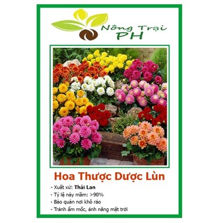 Hạt giống hoa thược dược lùn nhiều màu tỷ lệ nảy mầm cao