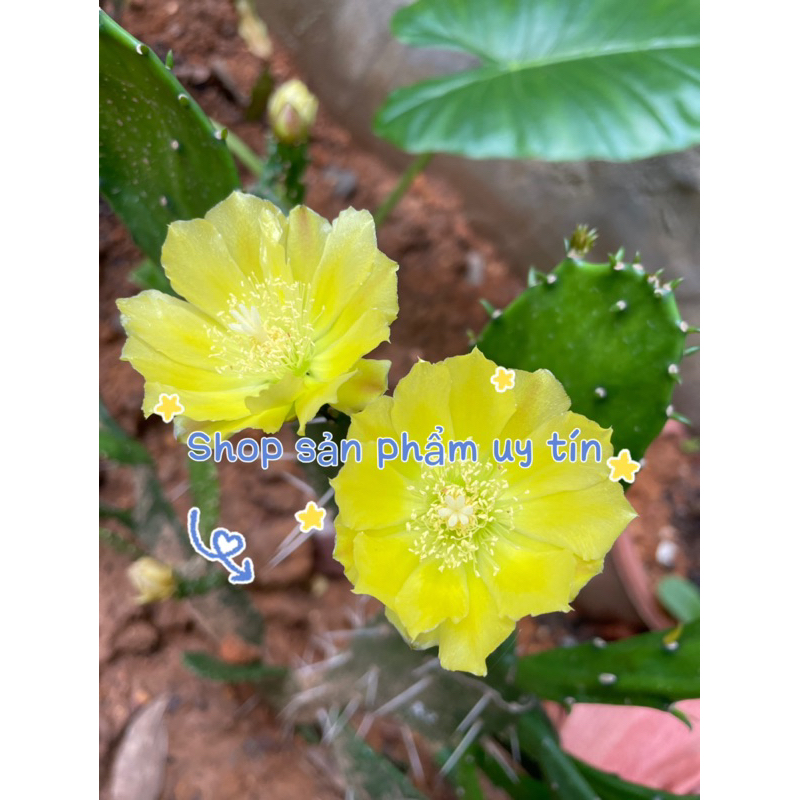 Xương rồng cactus yellow