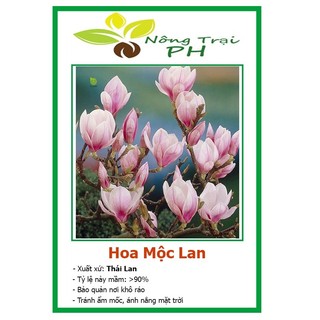 Hạt Giống Hoa Mộc Lan F1 hoa nở quanh năm