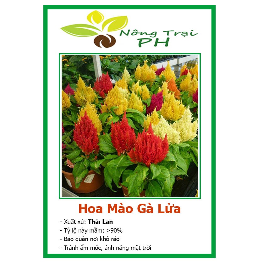 Hạt Giống Hoa Mào Gà Lửa F1