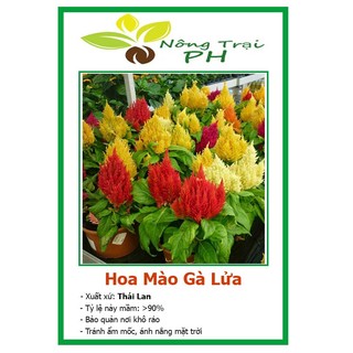 Hạt giống hoa mào gà lửa f1