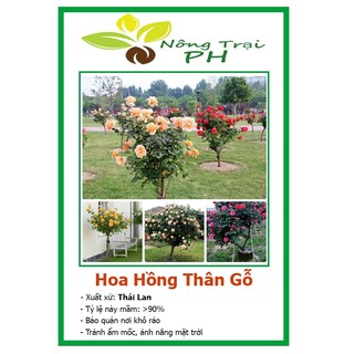 Hạt giống hoa hồng thân gỗ mix nhiều màu (tặng kèm phân)