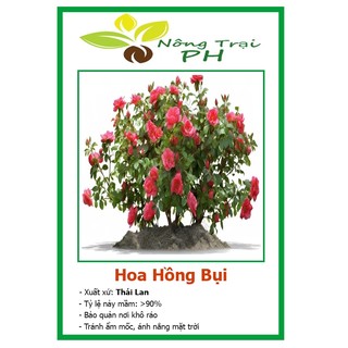Hạt giống hoa hồng bụi f1