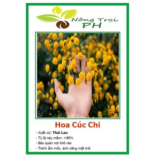 Hạt giống cúc chi f1
