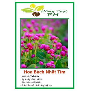 Hạt giống hoa cúc bách nhật tím f1