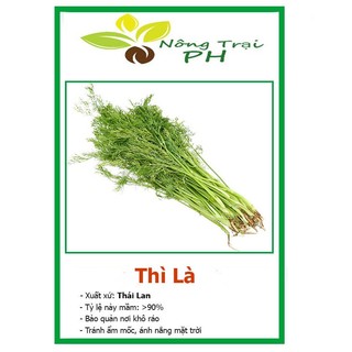 Hạt giống rau thì là dễ trồng năng suất cao