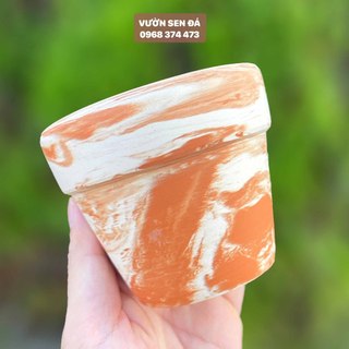 Chậu đất nung trồng sen đá