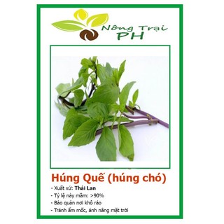 Hạt giống rau húng quế