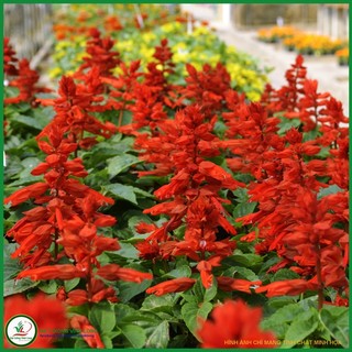 Hạt giống hoa Xác pháo đỏ AFM01 - 15 hạt