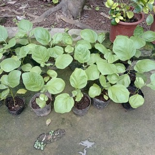 cây giống cà tím quả dài