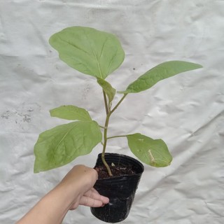 Cây giống cà tím quả dài